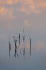 Ireland-Cork-Gougane Barra Reeds reflecting in water Art Print